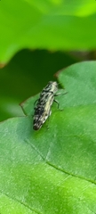 Agrilus occipitalis