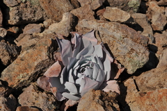 Echeveria cante