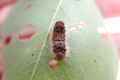 Ernolatia moorei