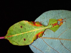 Pulchriphyllium bioculatum