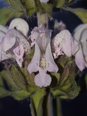 Monarda pectinata