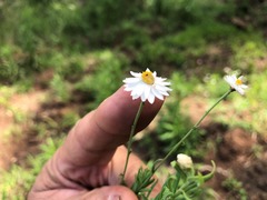Rhodanthe anthemoides