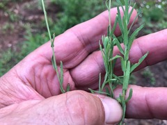 Rhodanthe anthemoides