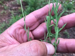 Rhodanthe anthemoides