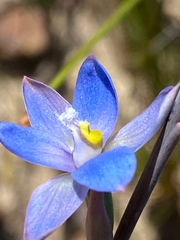 Thelymitra improcera