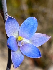 Thelymitra improcera