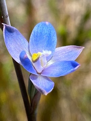 Thelymitra improcera
