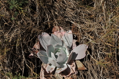 Echeveria cante