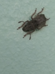 Toxonotus