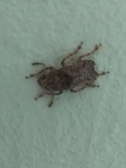 Toxonotus