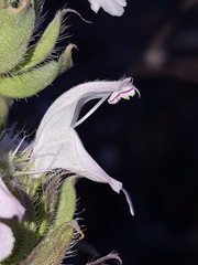 Monarda pectinata
