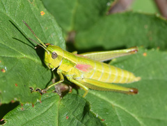 Euthystira brachyptera