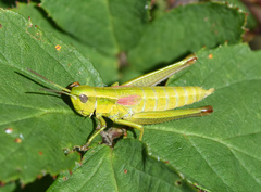 Euthystira brachyptera