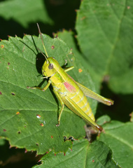 Euthystira brachyptera