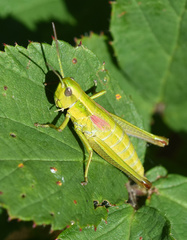 Euthystira brachyptera