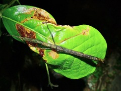 Planososibia subulussalama