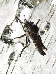 Asilidae