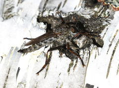 Asilidae