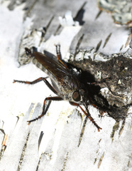 Asilidae