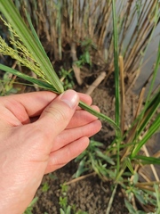 Cyperus fastigiatus