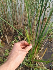Cyperus fastigiatus