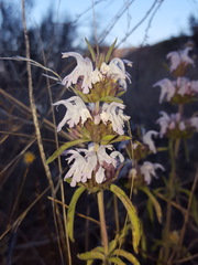Monarda pectinata
