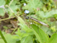 Tenthredo mesomela