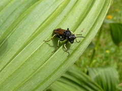 Tenthredo segmentaria