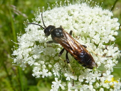 Tenthredo segmentaria