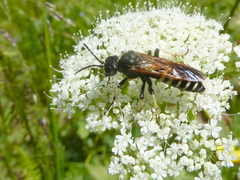 Tenthredo segmentaria