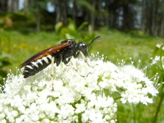 Tenthredo segmentaria