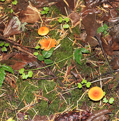 Heimiomyces fulvipes