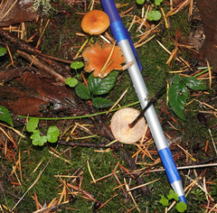 Heimiomyces fulvipes