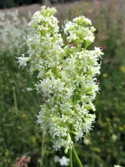 Silene roemeri
