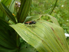 Tenthredo segmentaria