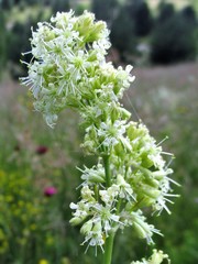Silene roemeri
