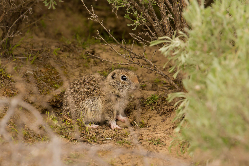 Washington Ground Squirrel in April 2017 by Dasha Gudalewicz · iNaturalist