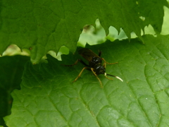 Tenthredo crassa