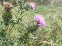 Cirsium vulgare