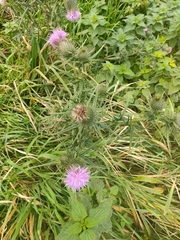 Cirsium vulgare