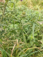 Cirsium vulgare