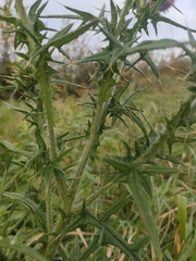 Cirsium vulgare