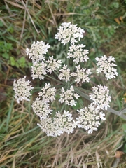 Heracleum sphondylium