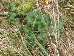 Heracleum sphondylium