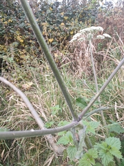 Heracleum sphondylium