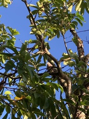 Zenaida aurita