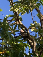 Zenaida aurita
