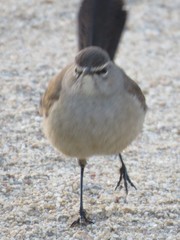 Cercotrichas coryphoeus cinerea