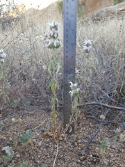 Monarda pectinata