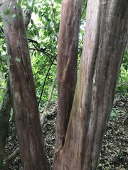 Eugenia candolleana
